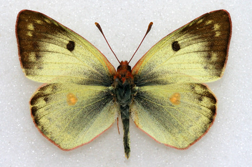 Colias hyale (Pale Clouded Yellow) Aberration (Internet Image property of respective owner, non-commercial use only)
